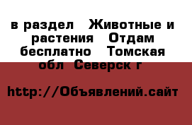  в раздел : Животные и растения » Отдам бесплатно . Томская обл.,Северск г.